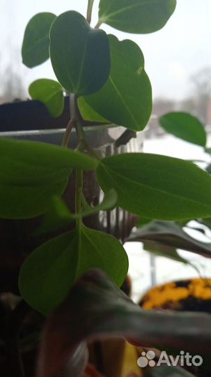 Традесканции, бегония, пеперомия,колеус,ирезине