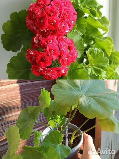 Пеларгония герань