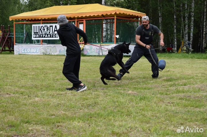 Кинолог/Фигурант Саратов/Энгельс