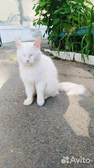 Красивый котик ищет дом и семью