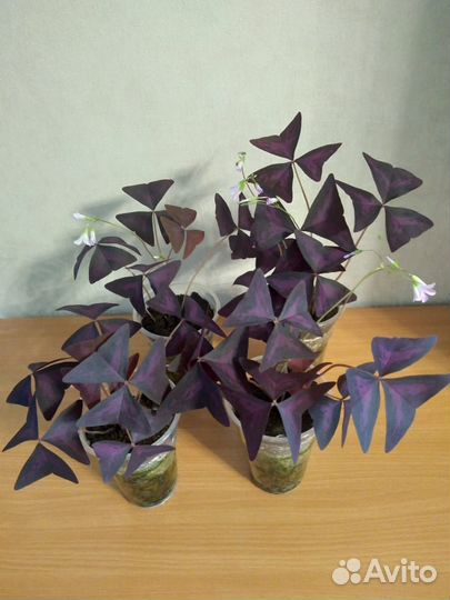 Кислица оксалис