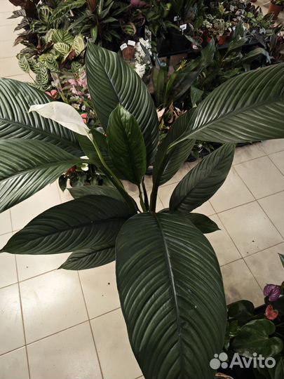 Спатифиллум сенсация