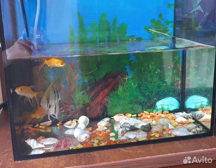 Аквариум с рыбками