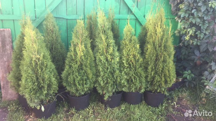 Туя Смарагд