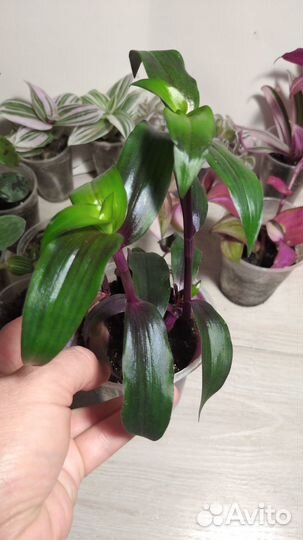 Сортовые традесканции