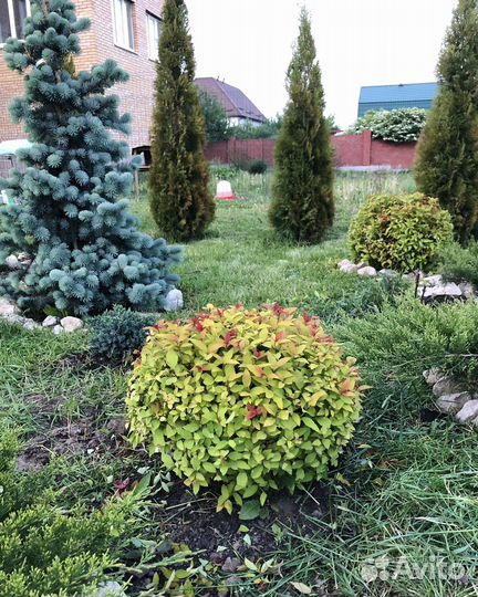 Спирея японская Голдфлейм