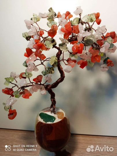 Дерево бонсай