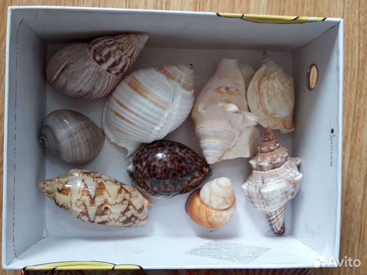 Морские ракушки раковины+брелок