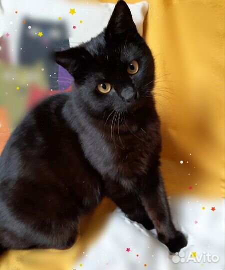Кошечка ласка