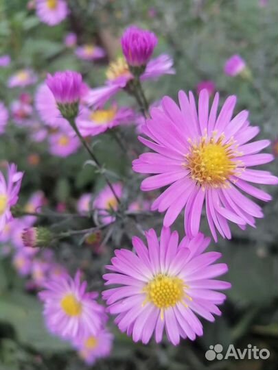 Сентябринки