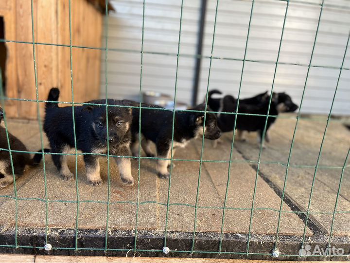 Щенки овчарки