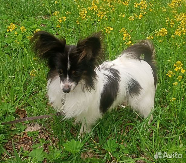 Щенок папийона