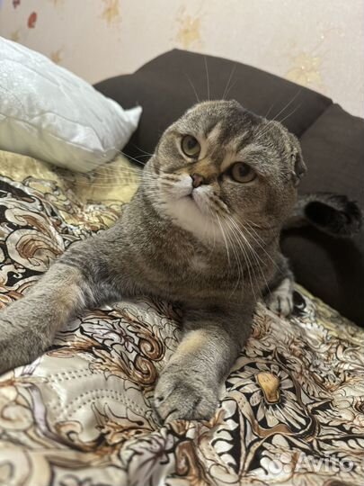 Шиншилла кот вислоухий вязка