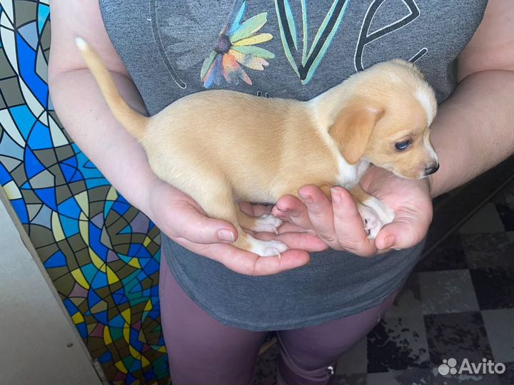 Щенки тойтерьера