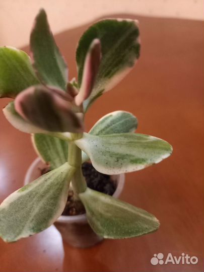 Суккулент Крассула (Толстянка) Ovata Arborescens