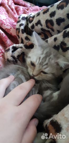 Маленькое счастье