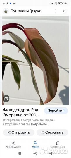 Филодендрон Рэд Эмиральд