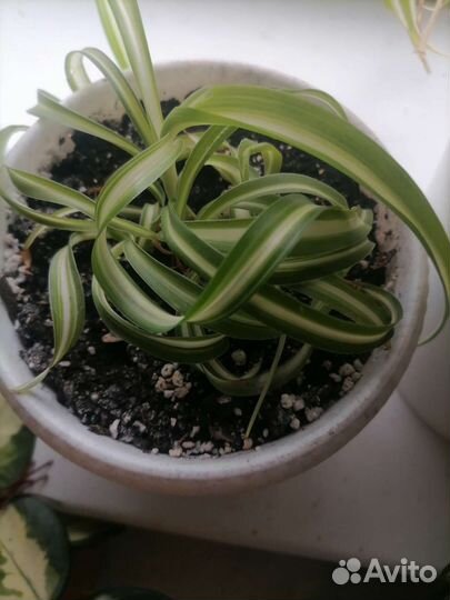 Хлорофитум кудрявый