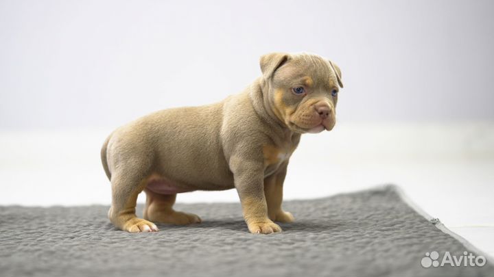 Американский Булли девочка 4 недели