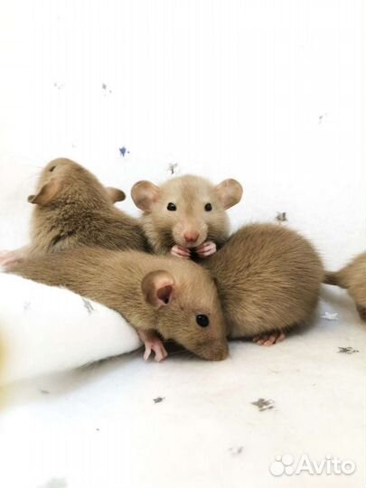 Крысята, крыска, крысёнок, Крыс, Дамбо