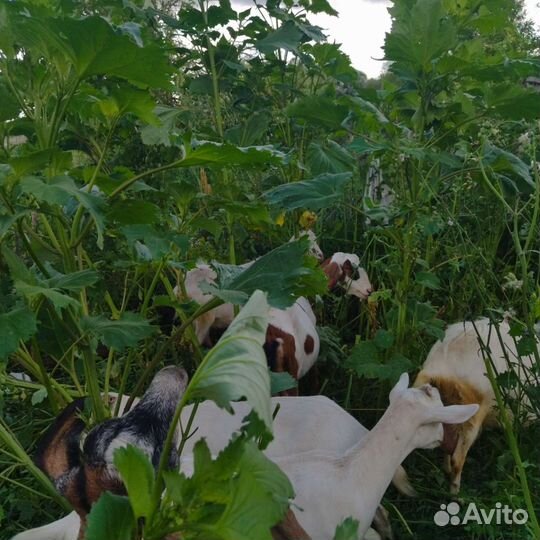 Козье молоко, творог, масло сливочное, сыры