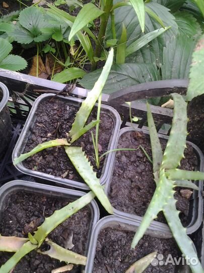 Алоэ столетник