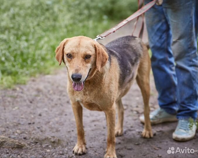 В добрые руки быстрая собака Комета