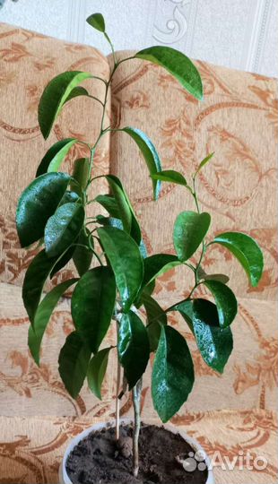 Мандариновое дерево