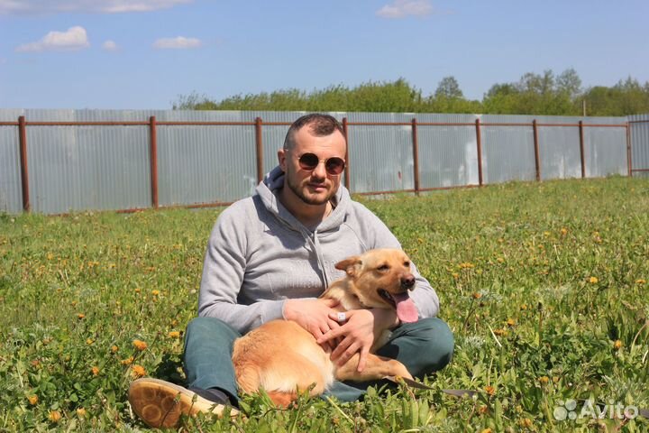 Пес рэм ищет хозяев
