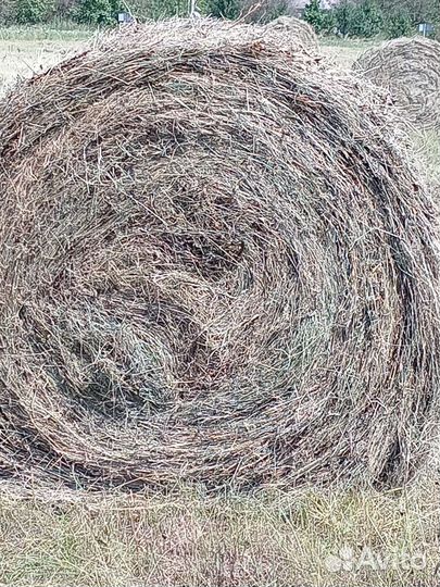 Разнотравие