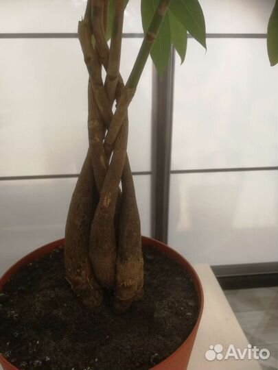 Пахира акватика