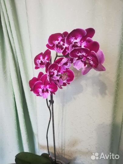 Орхидея биг лип