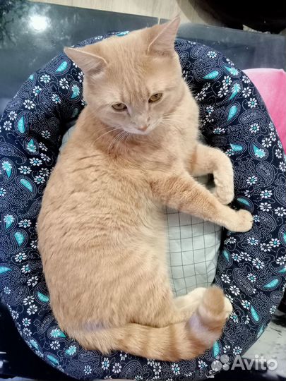 Лежанка для животных