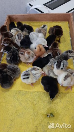 Цыплята суточные