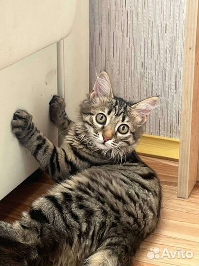 Отдам кошечку в добрые руки