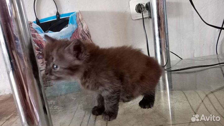 Котенок девочка в добрые руки