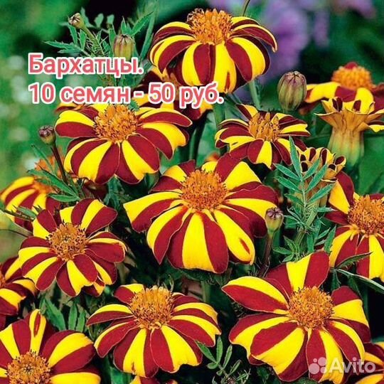 Семена цветов, арбуза