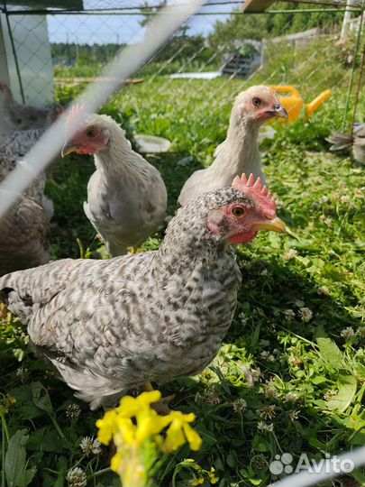 Петушки леггорн и легбар