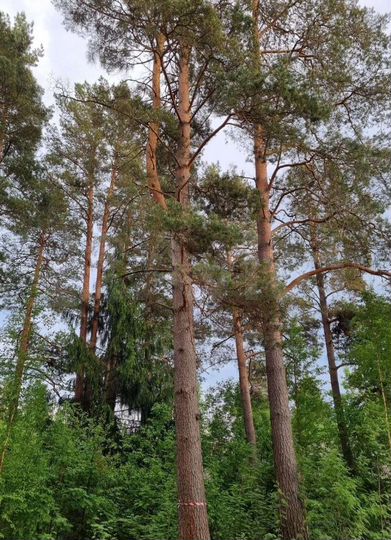 Участок 15,9 сот. (ИЖС)