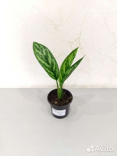 Калатея Джангл грин