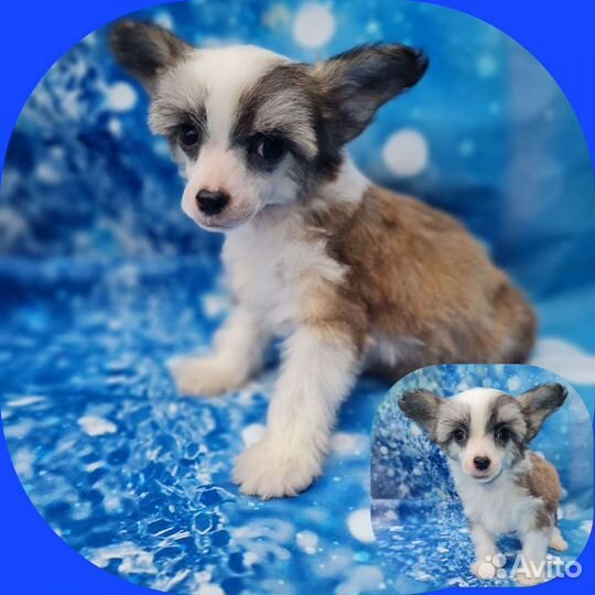 Китайская хохлатая мини