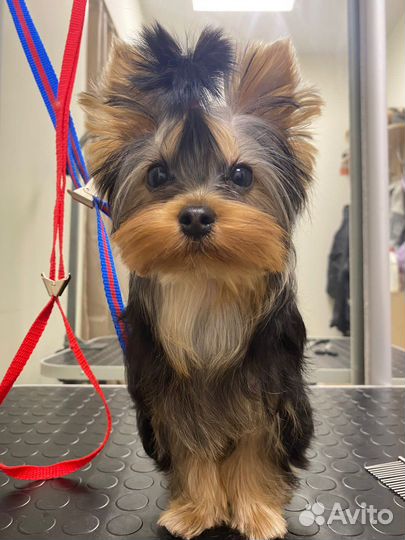 Йоркширский терьер, мини, вязка