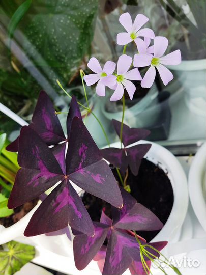 Оксалис Oxalis (кислица)
