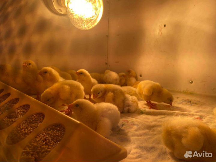 Цыплята бройлеры кобб 500
