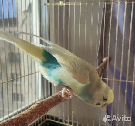 Волнистый попугай