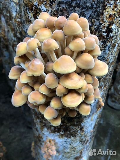 Грибы опята,вешенки (маринованные ) продаю