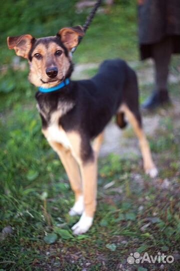 Собака в добрые руки