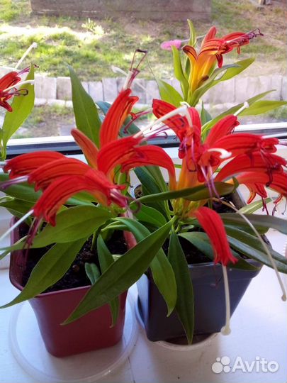 Эсхинантус