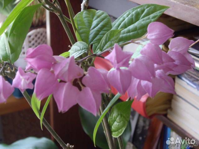 Клеродендрум Томпсон