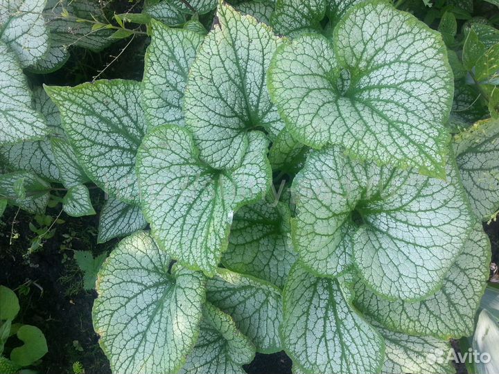 Продам дицентру, монарду и другие садовые растения